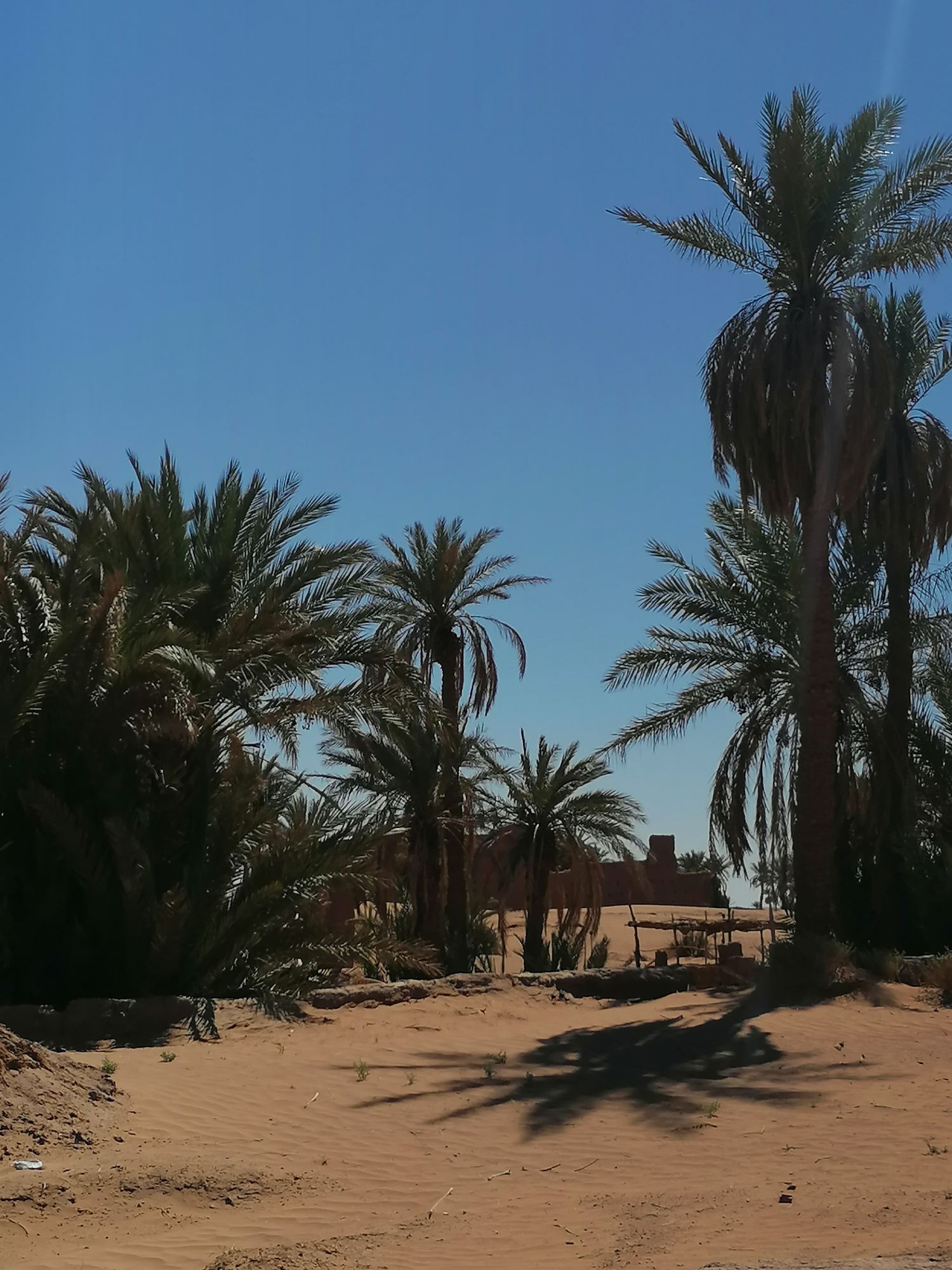La palmeraie de M'Hamid, le lieu de départ idéal pour votre trek en plein désert - Sahara Espace